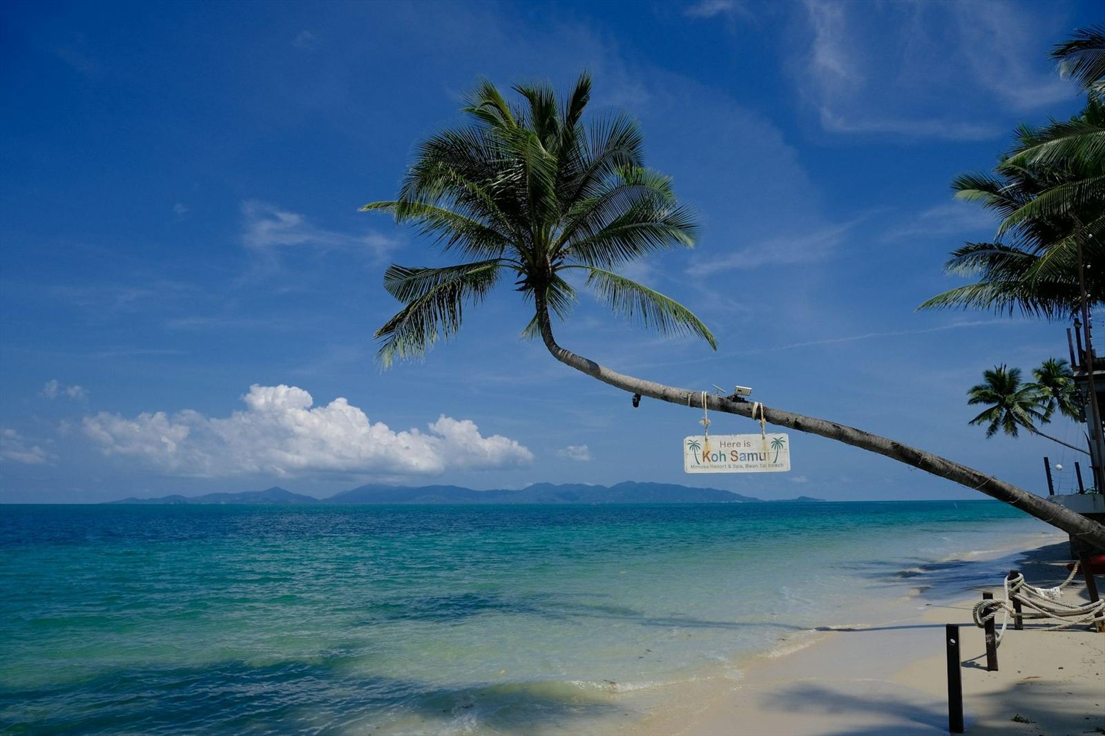 Palm tree over a beach on Koh Samui, Thailand