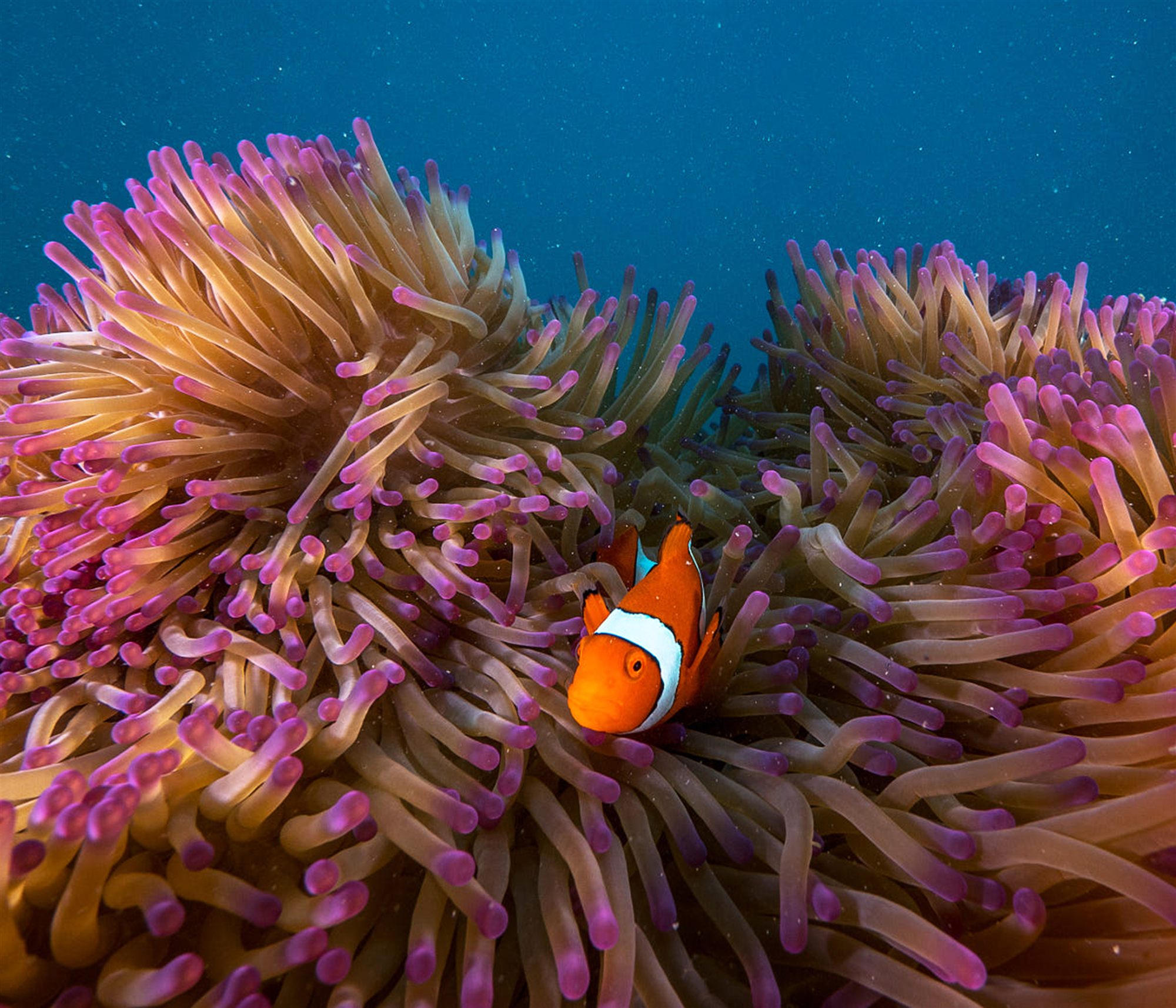 Clownfisch im Korallenriff der Malediven